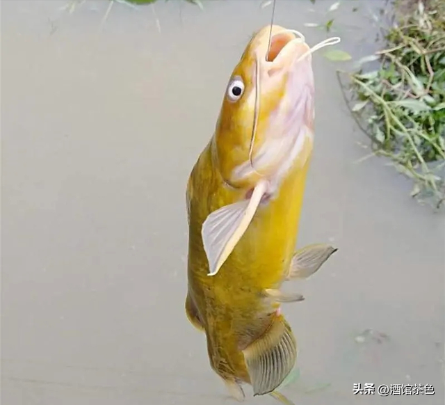 乌苏里拟鲿生物学及其池塘人工驯化养殖技术