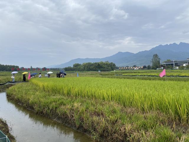 乡村振兴｜陕西西安：一田“稻虾共生”见丰收