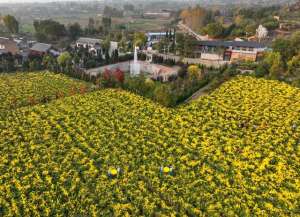 种植皇菊(山西翼城：金丝皇菊铺就助民增收“黄金路”)