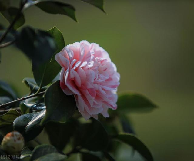 养殖茶花，搞好这4点，花朵顺利开满枝！