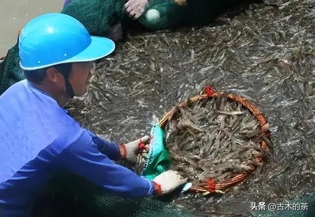 周氏新对虾的生物学特性及养殖技术