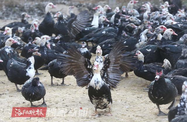 洛阳农民养鸳鸯鸭 一天毛收入就有1000多元