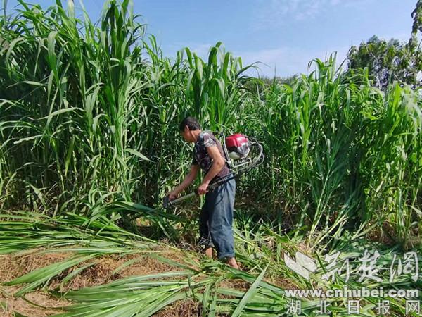 郧西羊尾：养牛奔“钱”程 致富“牛”劲足