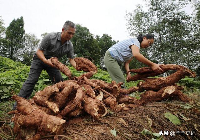 在国外泛滥成灾，中国却靠人工养殖，国外甚至每年花50亿元难消灭