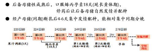 生猪行情低迷，母猪批次化生产技术如何助力猪场良性循环？