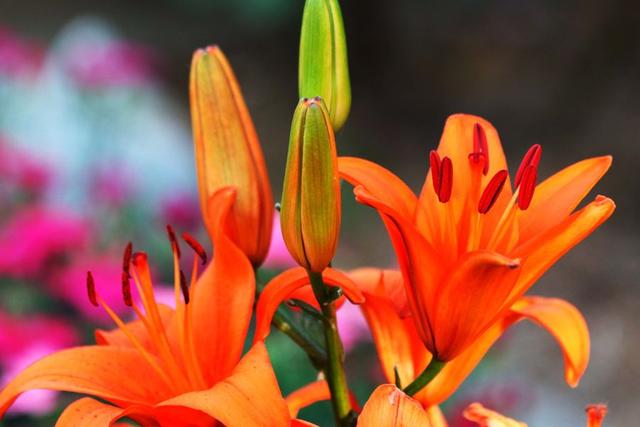 手把手教你养百合花，掌握4大技巧，花色圣洁，轻松开满盆