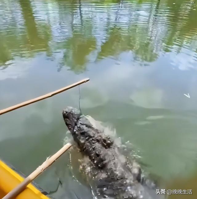 南京一动物园推钓鳄鱼项目，让孩子持杆吊食投喂，网友直呼危险