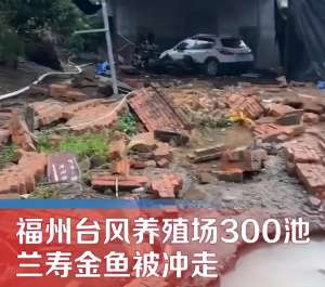 福建金鱼养殖场(福州暴雨冲跑养殖场300池兰寿金鱼，5、6年辛苦付之一炬)