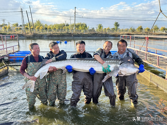 两条长寿鱼“游”出精彩人生：他深耕养鱼技术46年，成就行业东北第一