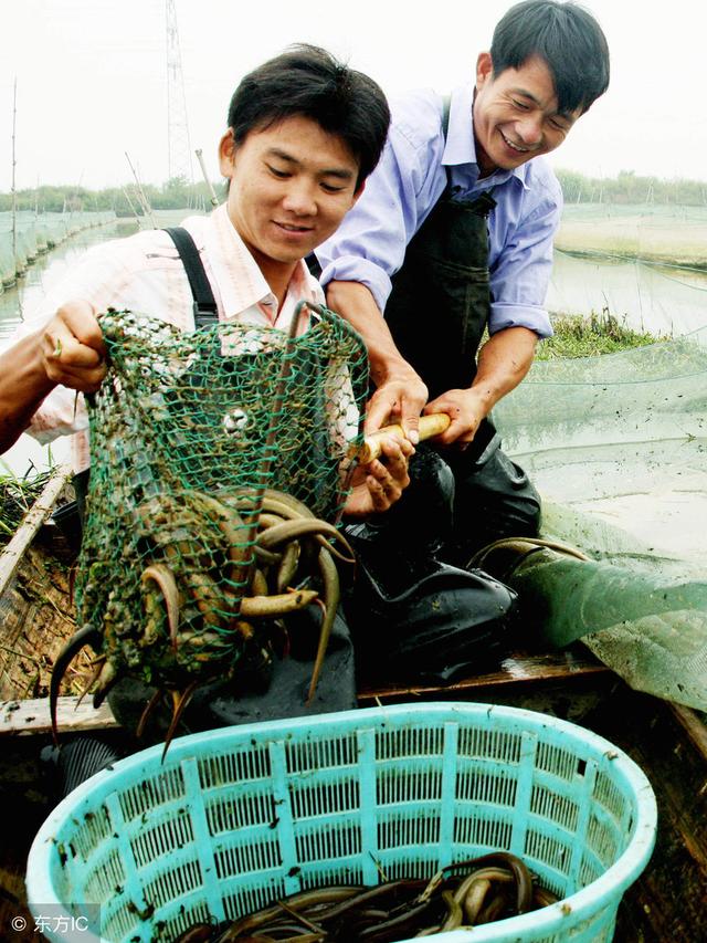 黄鳝囤积养殖增收又赚钱：错峰养鳝鱼，让黄鳝卖个好价钱