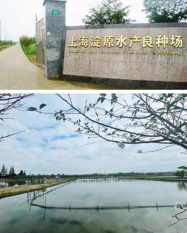 喜报！青浦3家水产养殖单位成功创建国家级水产健康养殖示范场