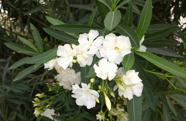 温柔恬静花朵繁茂的柳叶桃，夹竹桃这么养护，叶片翠绿情意浓