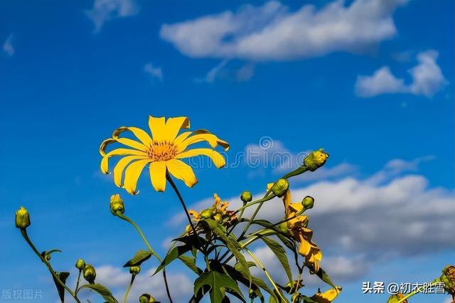 迎接农历九月，谈谈九月，菊花与重阳节