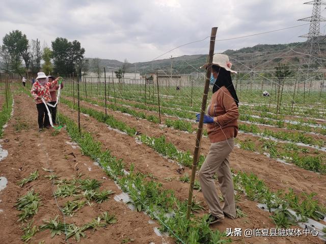 临夏县黄泥湾镇：特色种植助推乡村振兴