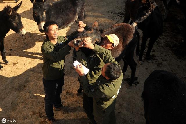 养殖肉驴，初入养殖者，把握好五个问题，少走弯路才能养驴成功