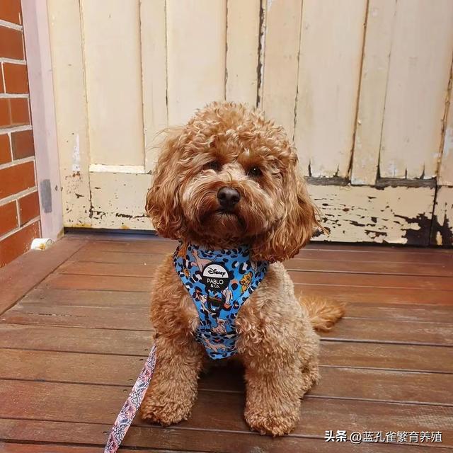 培养听话宝贝：泰迪犬训练的秘诀