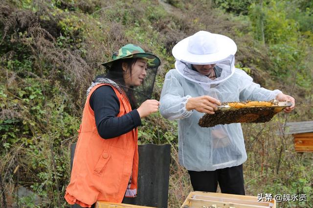 80后夫妻大山里养蜂养红腹锦鸡，甜蜜美丽产业带来丰厚收入