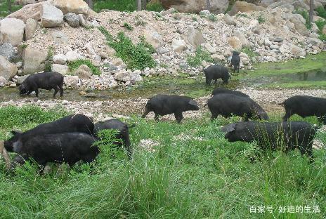 山区农村放养黑猪，原生态受市场欢迎，养殖户走上发家致富之路