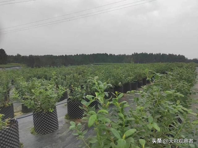 助力乡村振兴—绵阳市老科协到北川永昌镇福田村蓝莓基地考察调研