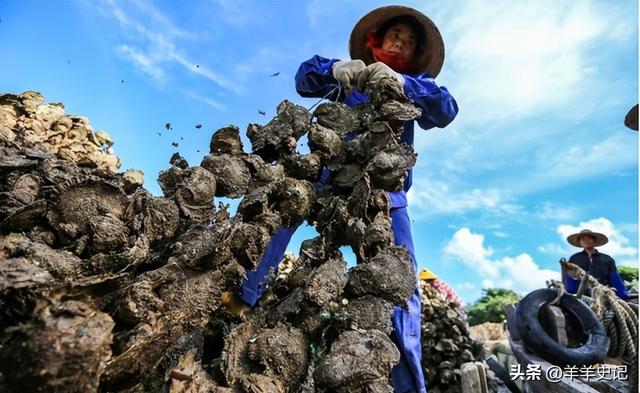 在国外泛滥成灾，中国却靠人工养殖，国外甚至每年花50亿元难消灭