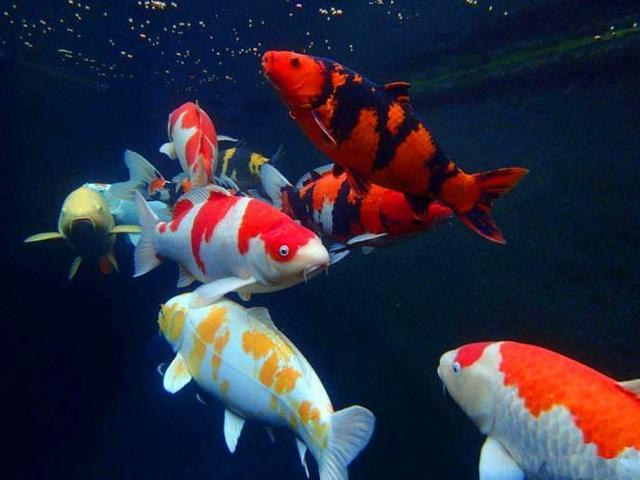 家庭水族箱饲养锦鲤，定期检疫和驱虫的作用不大或者说没有必要