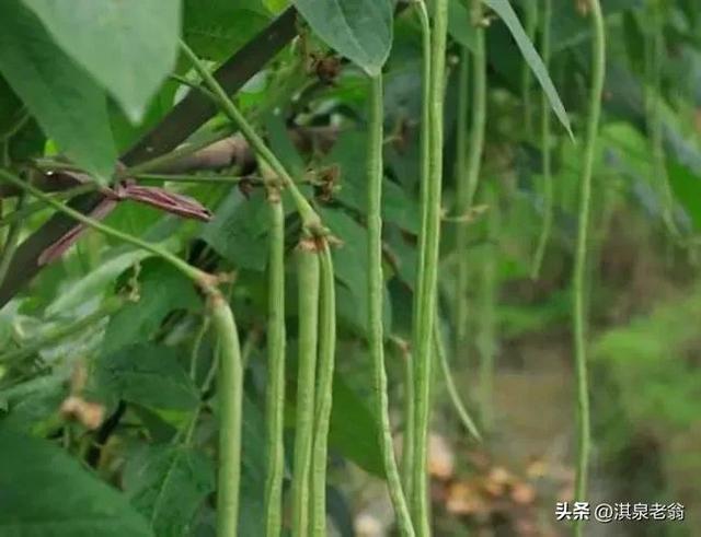 露地种植秋豆角需要哪些技术措施