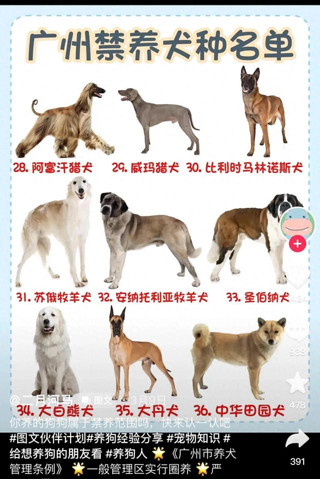 火爆犬种禁令！2023年广东惊人决定！30种禁止饲养！