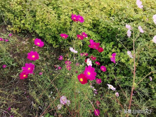 花草吟系列之《扫帚梅》