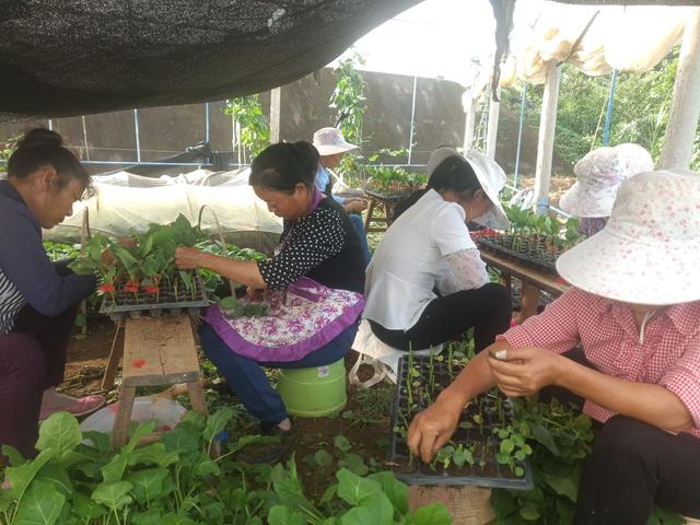 嫁接茄子苗需要注意什么，该怎样去嫁接，以下经验分享给大家