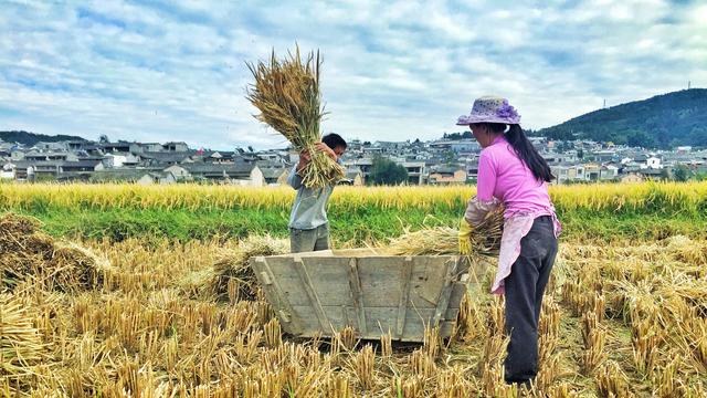 有条件的地方，为什么却难以推广稻田养殖？可能这些重点没抓好