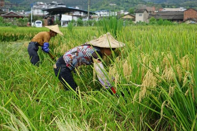 我国是粮食大国，为何水稻亩产量却比不上美国？是水稻有问题吗？