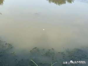 螃蟹养殖补钙什么时间(梅雨天来袭，蟹塘缺氧、水草难保，养殖户如何让螃蟹顺利出梅)