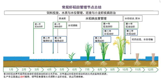 养虾需有“稻”—— 虾稻田水稻管理的意义和建议