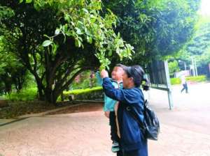 长沙能种植什么果树(“桂花味”的长沙来了，寻香地图请收好)