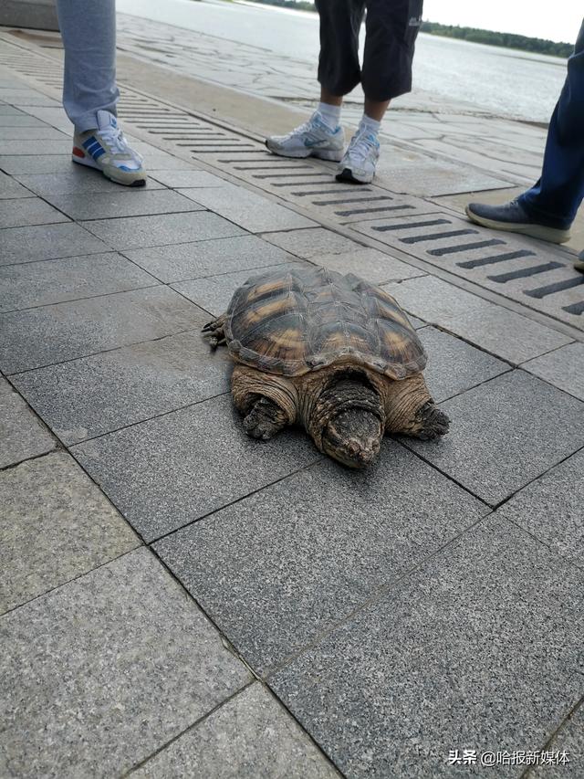 江边路上趴着大乌龟，专家：是鳄龟，属外来物种，千万别往江里放