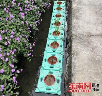 福清上迳建设“生态浮岛” 水质景观同提升