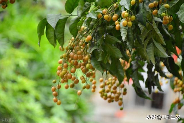 黄皮病害及其防治技术，高效的种植方法，下面这些知识点都要牢记