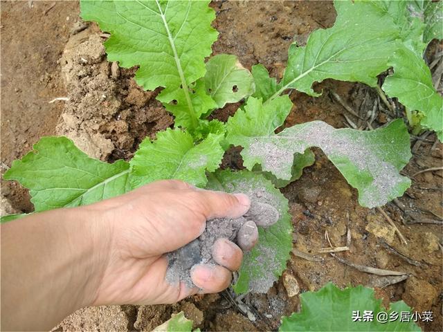 秋冬怎么种油麦菜吃肉质茎？施肥养根、培土、转移害虫目标等管理