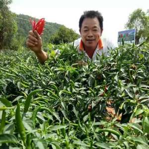 板椒种植技术(浅谈湖南高山辣椒种植技术)