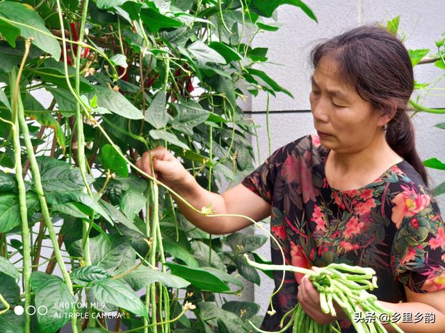 现在庭院露地种植蔬菜正当时，这样安排种植时间最合适