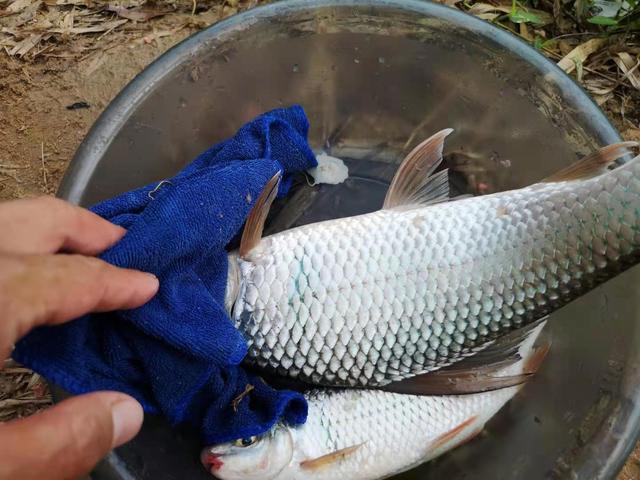 浅谈饵料的挂钩方式，用得好提升中鱼率，取决于个体大小