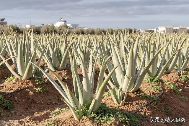 芦荟种植前景怎么样？真的一亩产值有三四万元吗？会不会是陷阱？