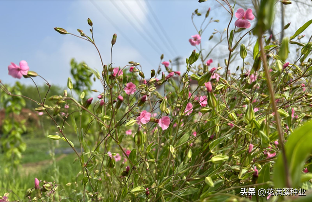 满天星的种植方法与注意事项