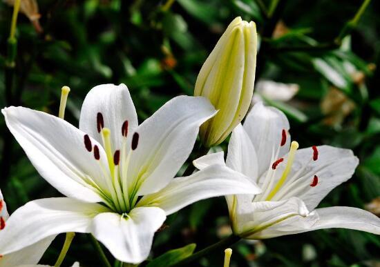 百合花怎么养，百合花的养殖方法和注意事项