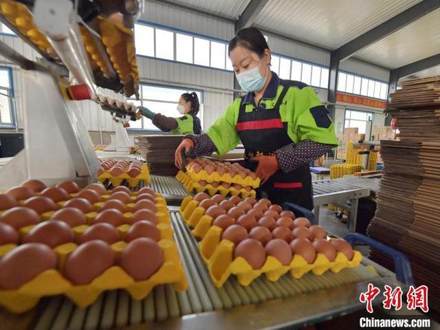 破壳“生金” 吉林梨树绘就“禽经济”新图景