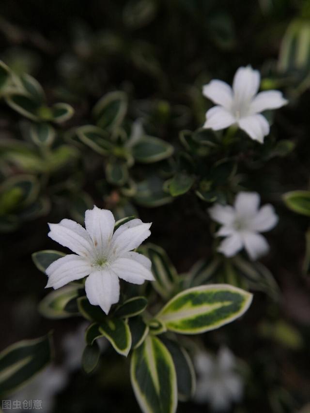 这些花的名字这么美，原来背后都有一段非凡的故事，凄美感人