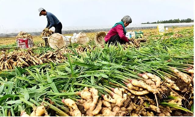 在国外泛滥，中国却在大量种植，国外每年花50亿元难消灭?