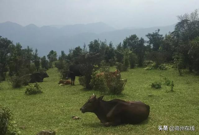 高州这一片花海你去打卡了吗？山上杜鹃花“粉”了一大片！