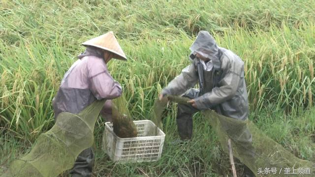 湖北虾稻共生达500万亩！潜江模式树立标杆，引南方乡亲来取经