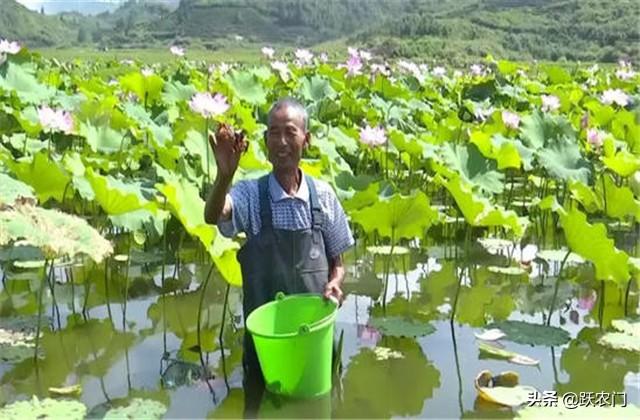 浅水藕套养龙虾立体种养技术，提高藕产量，还让龙虾营养健康